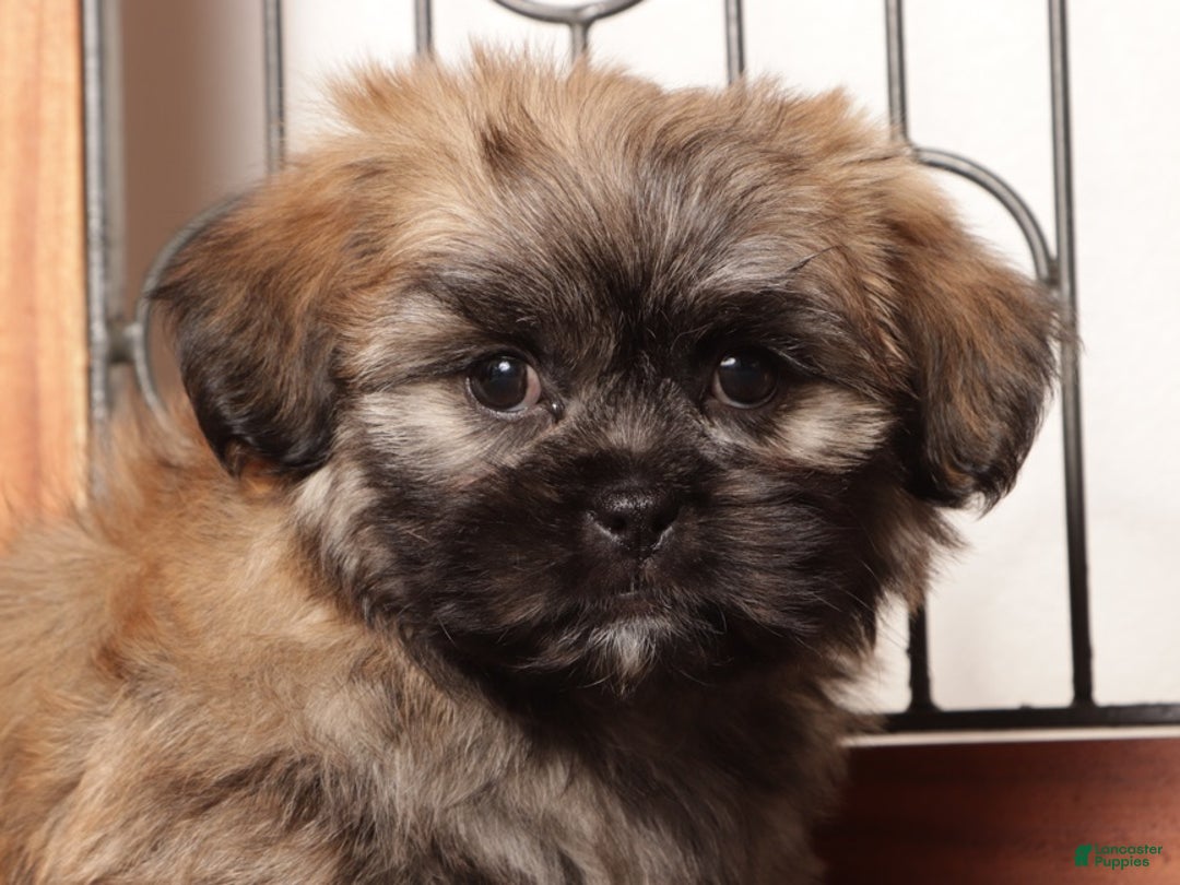 Teddy Bear dogs for sale: Loki Brindle Male Teddy Bear  - Ad 4
