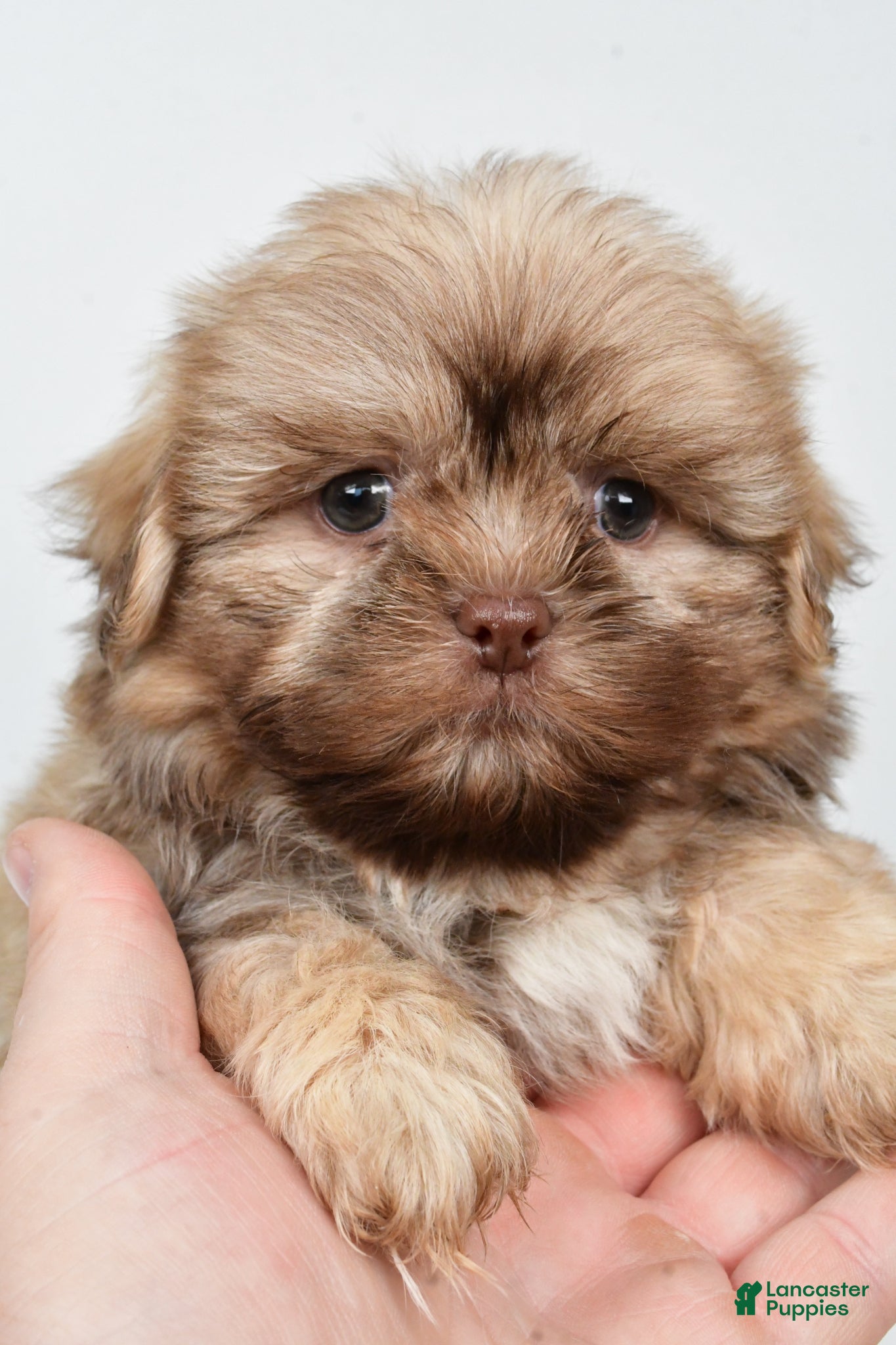 Teddy Bear dogs Daryl - Ad 2