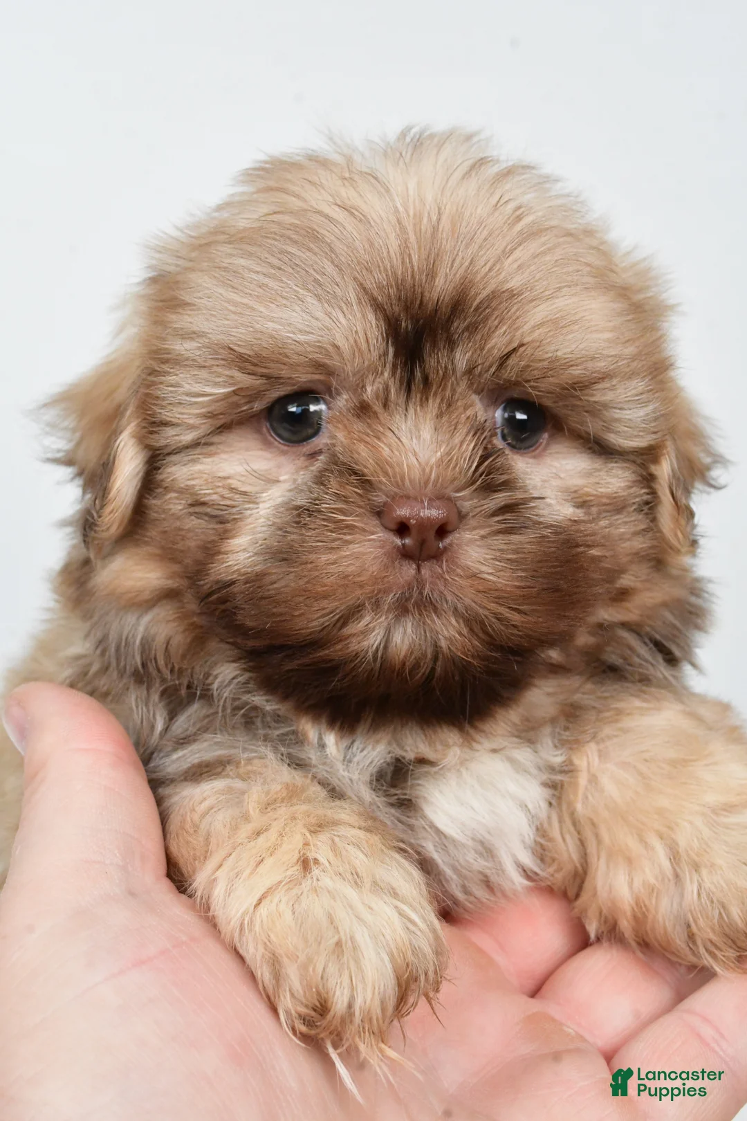 Teddy Bear dogs for sale: Daryl - Ad 2