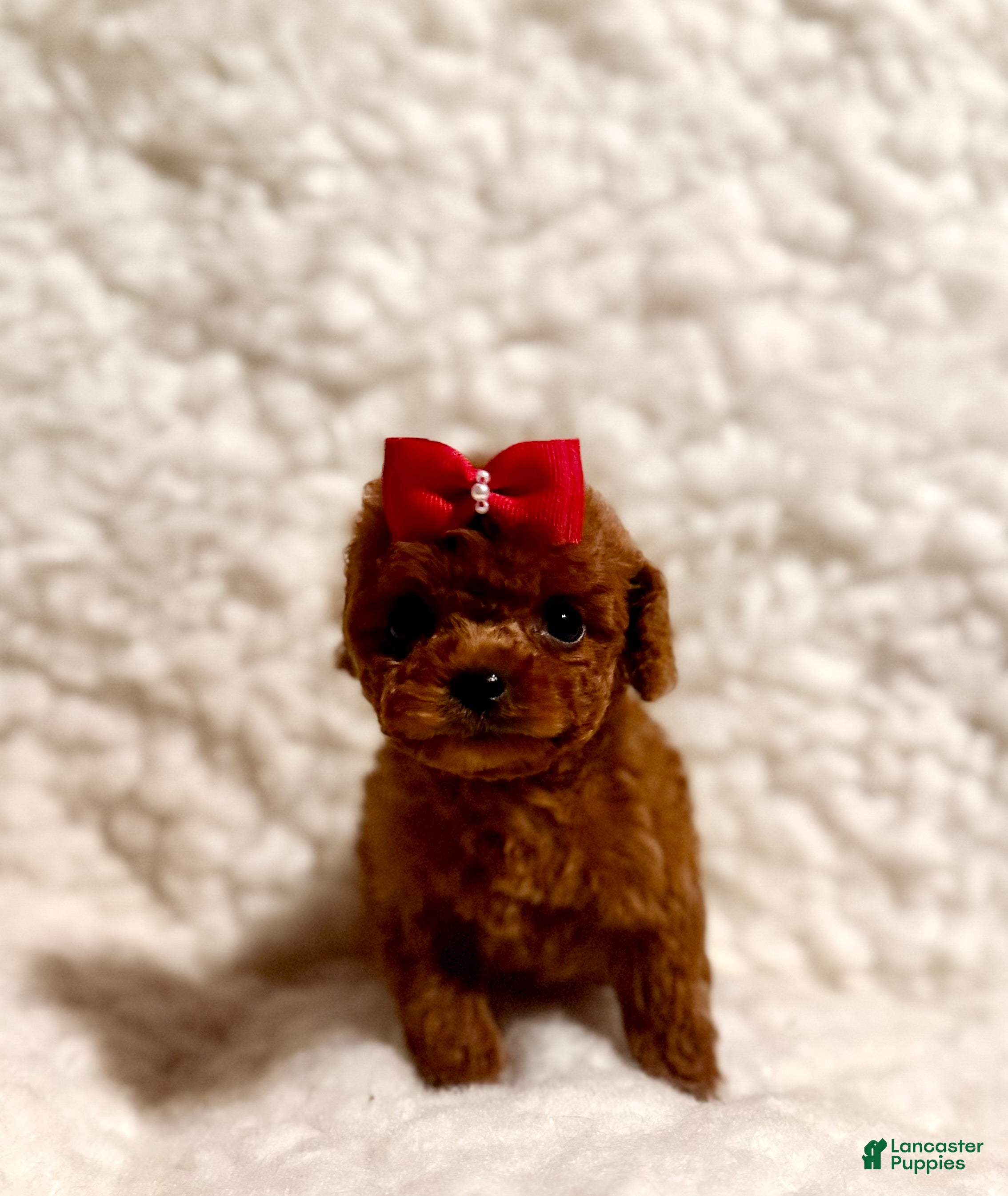 Toy Poodle dogs Zoey teacup deep red - Ad 2
