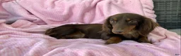 Miniature Dachshund dogs for sale: Kayle - Ad 9