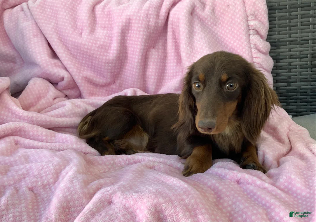 Miniature Dachshund dogs for sale: Kayle - Ad 9