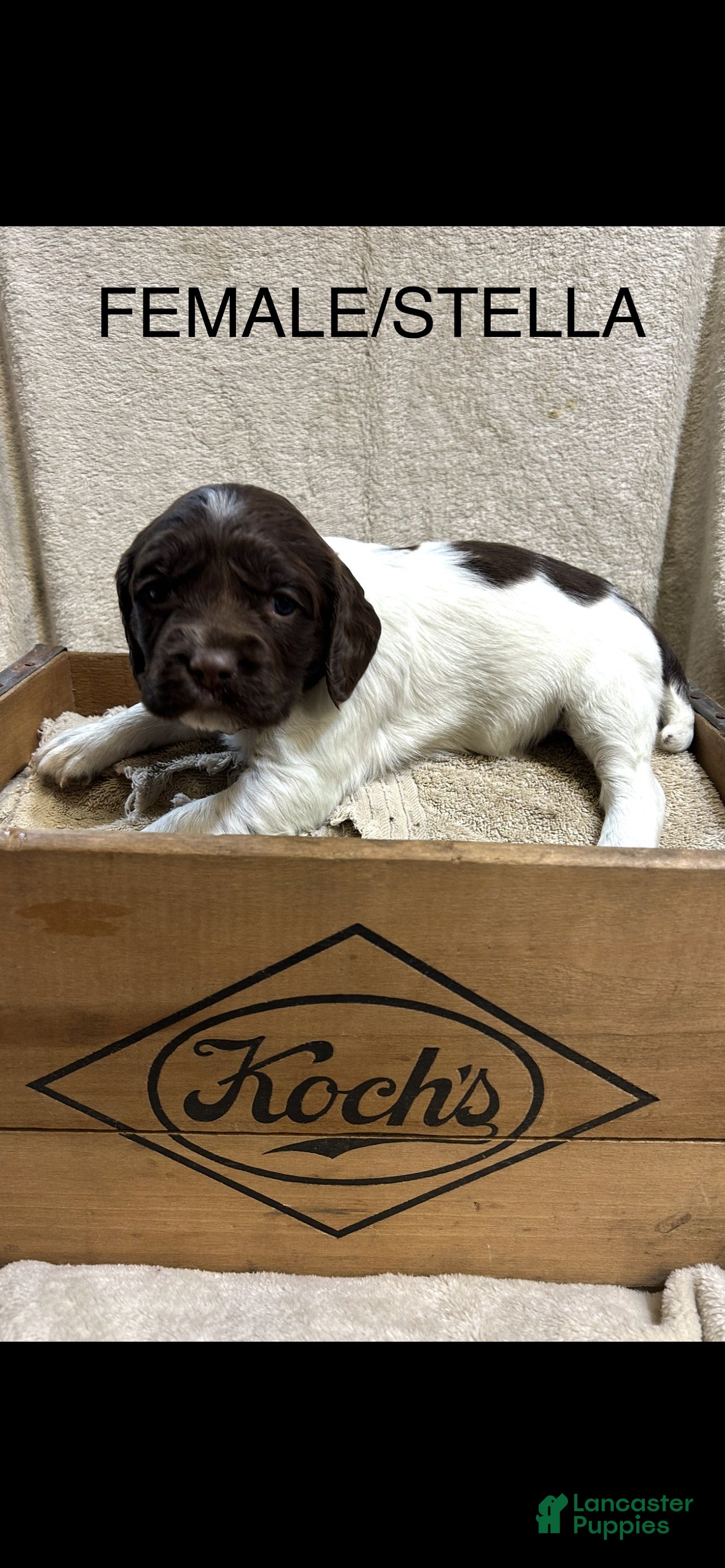 English Springer Spaniel dogs English Springer Spaniel Puppy 3 - Ad 6