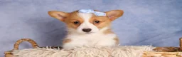 Welsh Corgi Pembroke dogs for sale: Barry🐾 - Ad 5