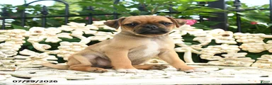 Pam