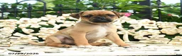 Jug dogs for sale: Pam - Ad 1