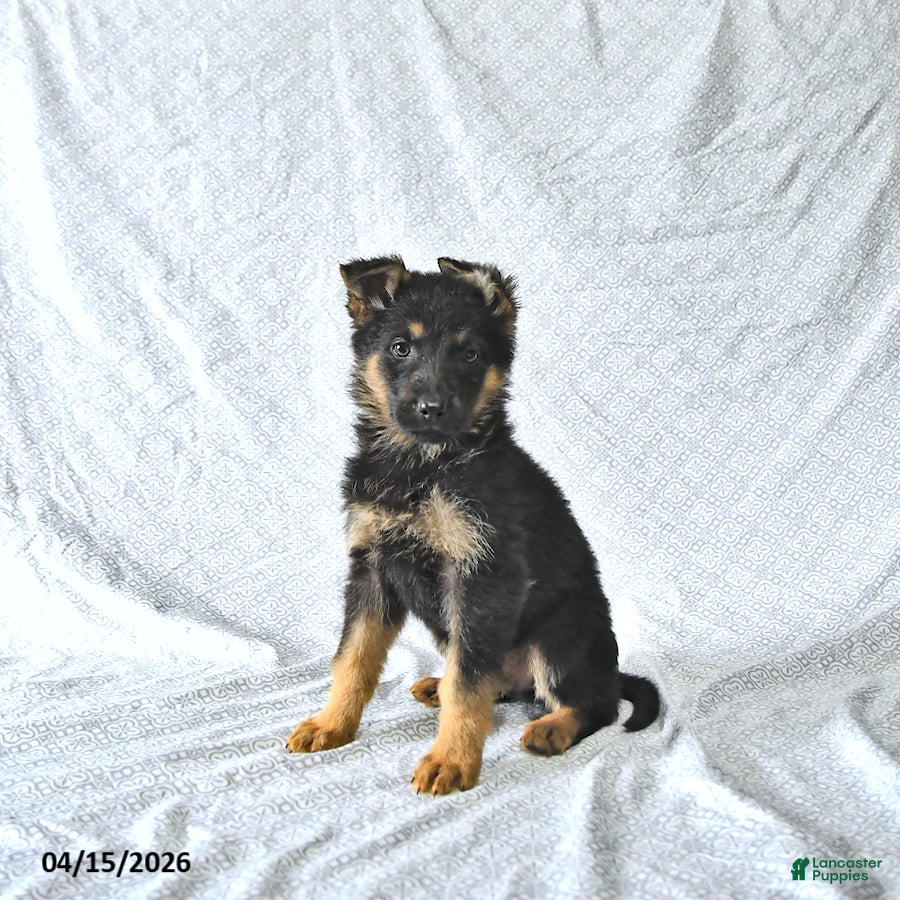 German Shepherd dogs Zeus - Ad 2