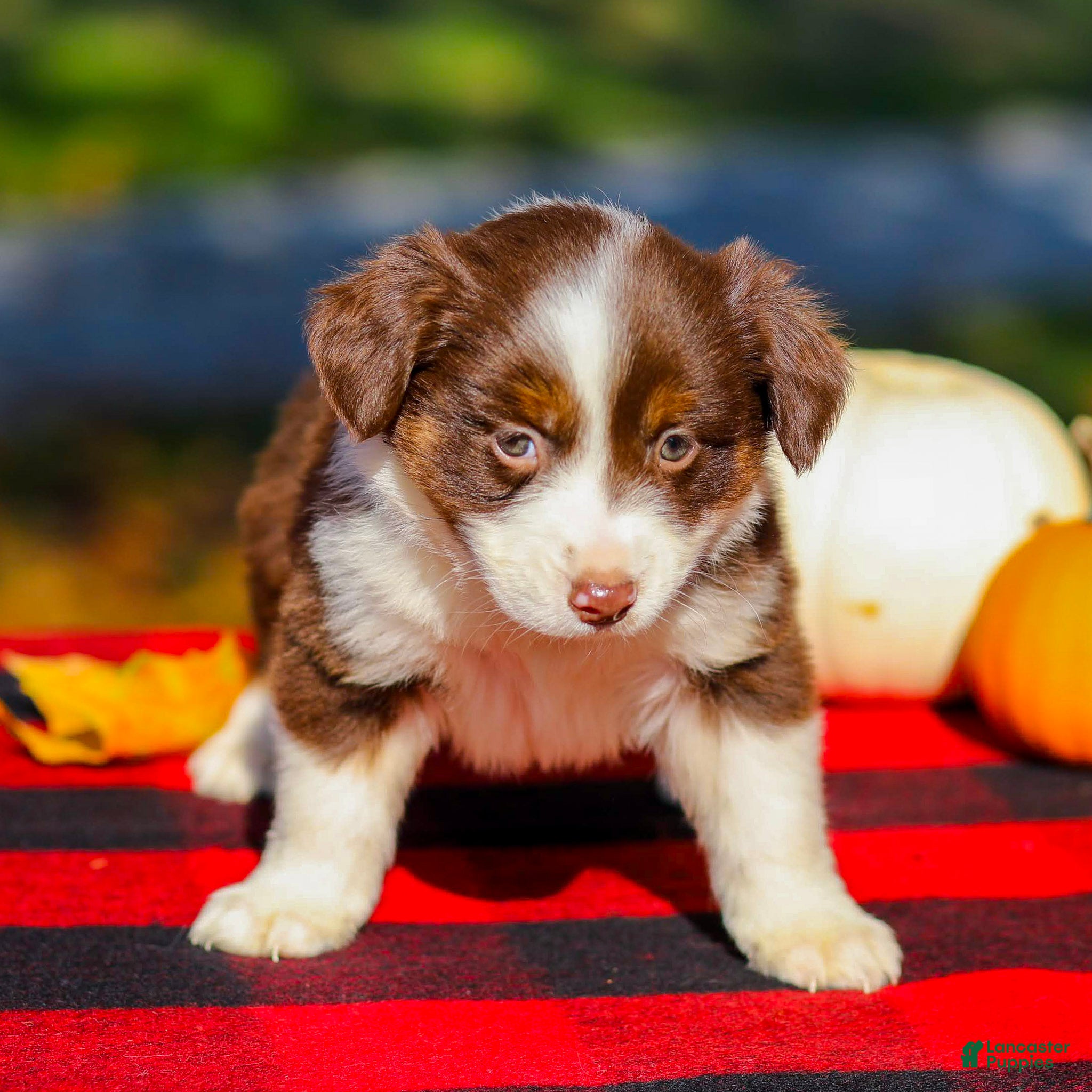 Miniature Australian Shepherd dogs for sale: Anna - Ad 2