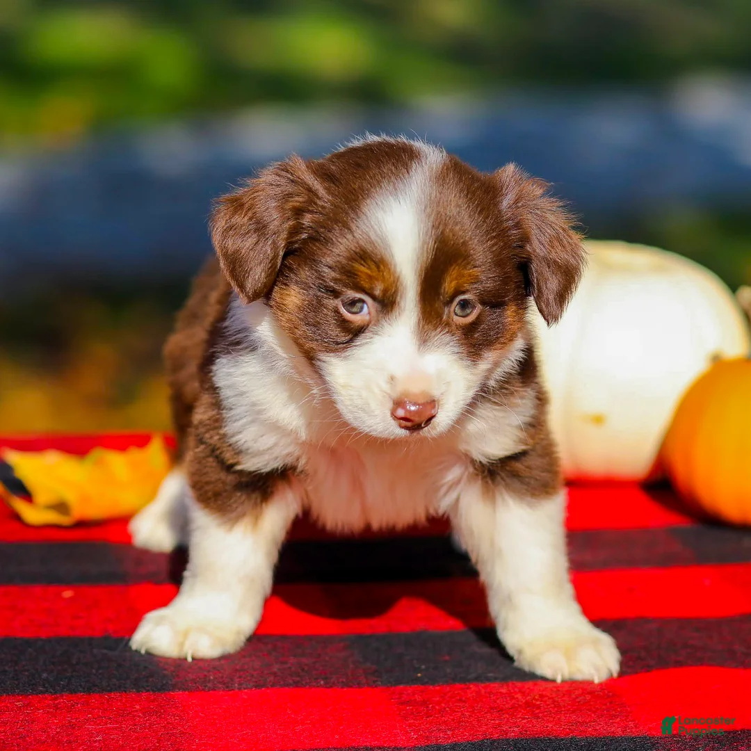 Miniature Australian Shepherd dogs for sale: Anna - Ad 2