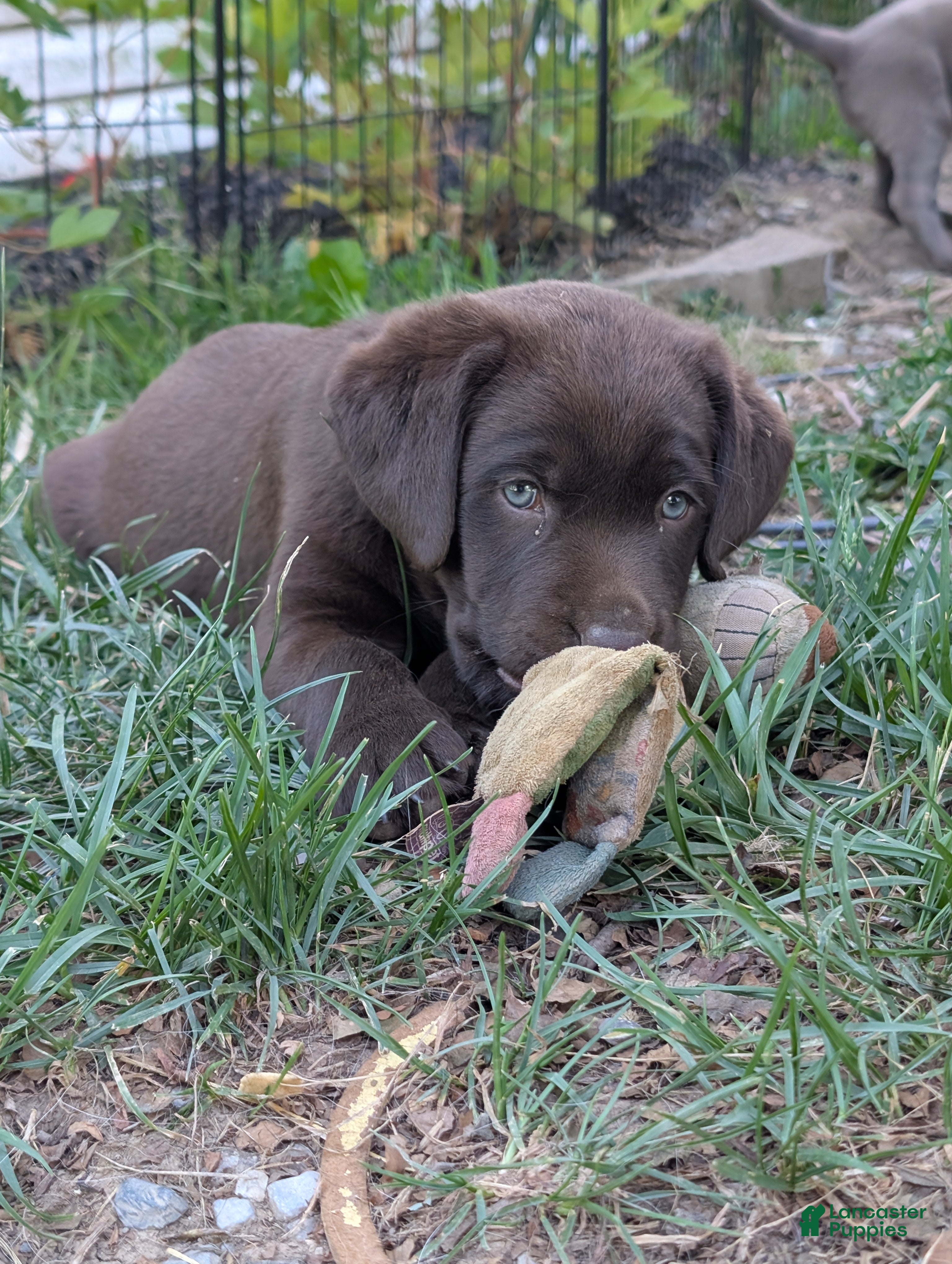 Labrador Retriever dogs Daisy - Ad 2