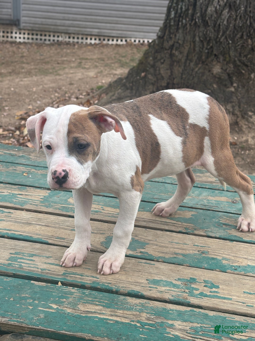 Mixed Breed dogs for sale: Rambo - Ad 1