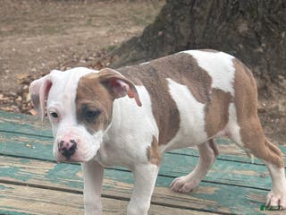 American Bully dogs Rambo - Ad 3