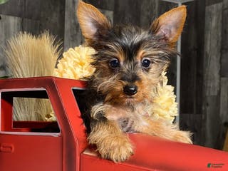Yorkshire Terrier dogs Yarah - Ad 33