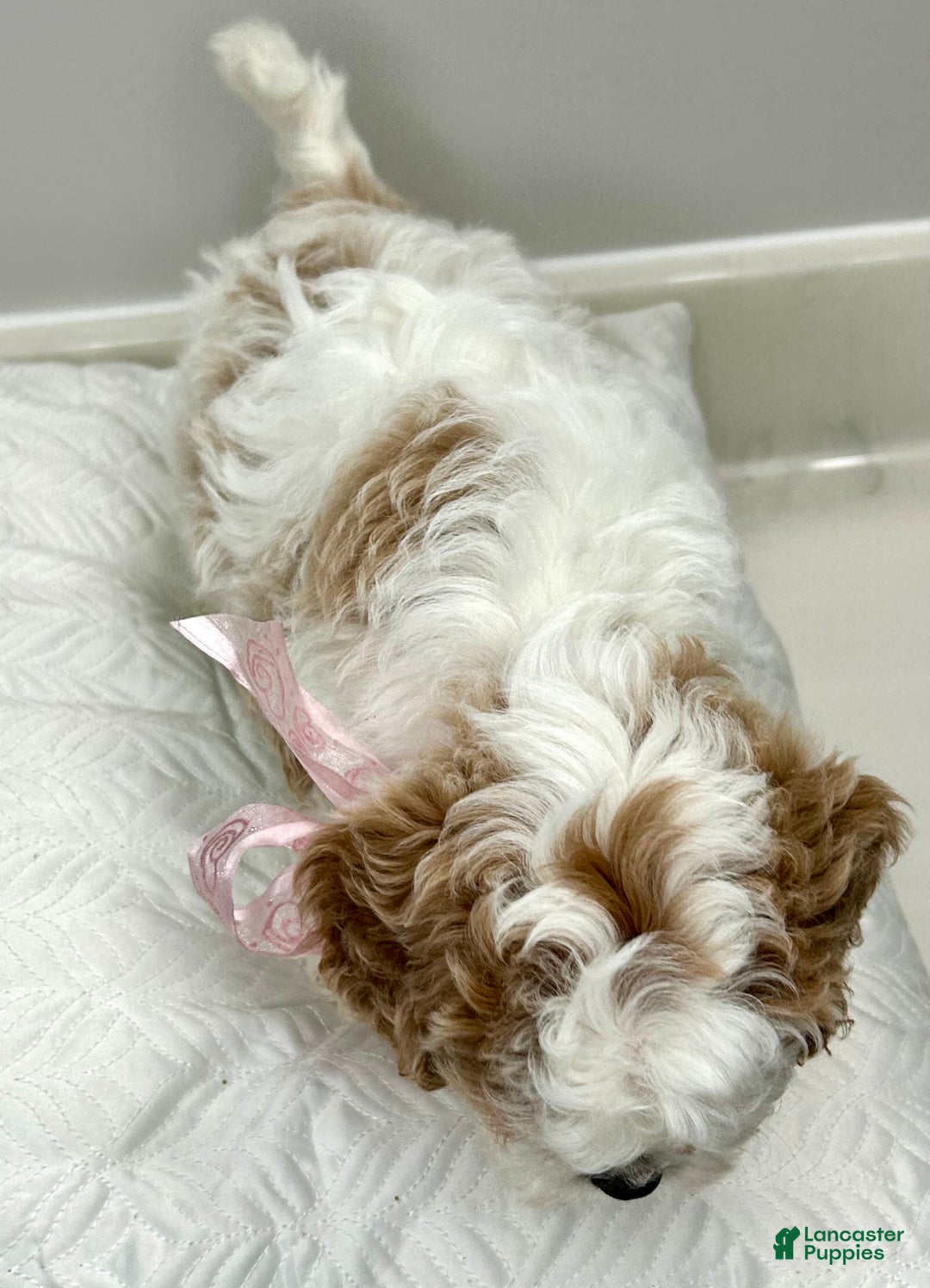 Cavapoo dogs for sale: Penelope - Ad 6