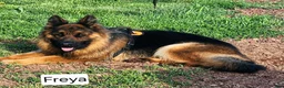 German Shepherd dogs for sale: German Shepherd 1 - Ad 2
