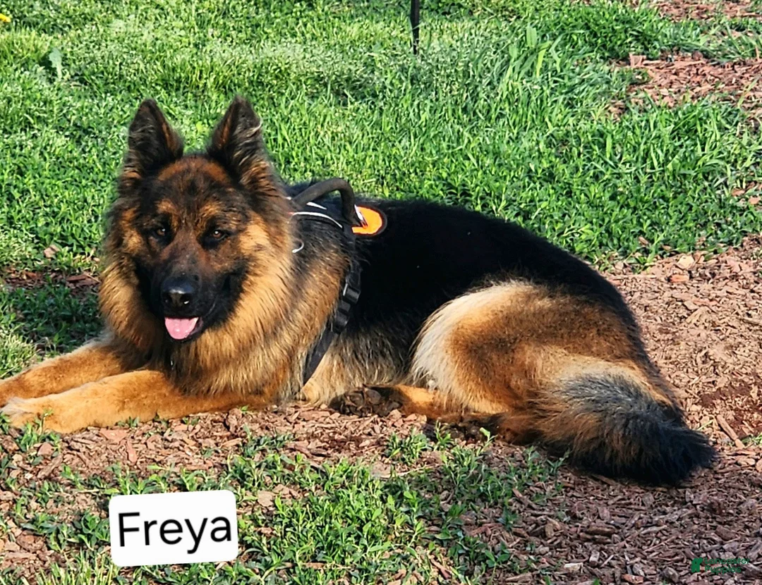 German Shepherd dogs for sale: German Shepherd 1 - Ad 2