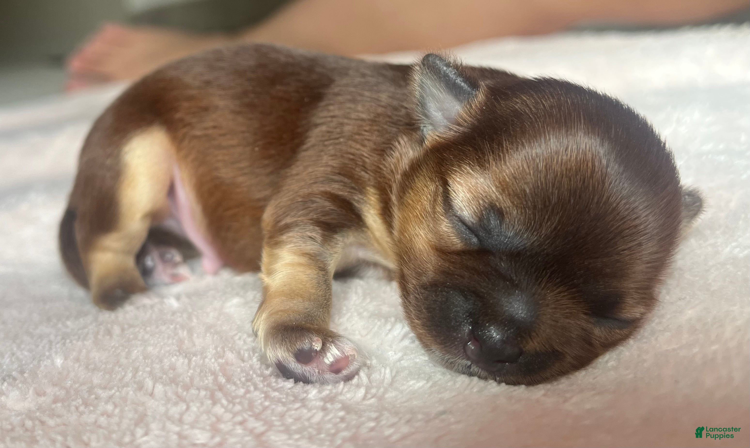 Chihuahua dogs Cosmo - Ad 1