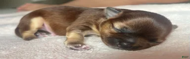 Cosmo