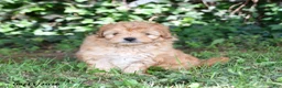 Mixed Breed dogs for sale: Shiloh - Ad 3
