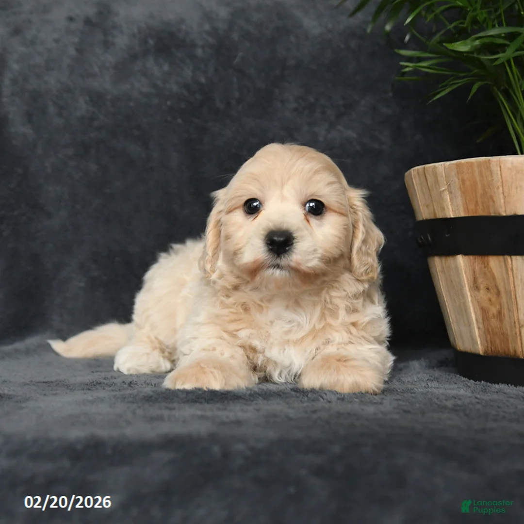 Maltipoo dogs for sale: Gorden - Ad 2