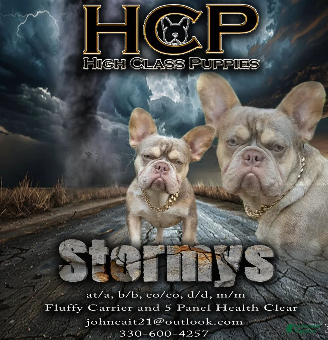 French Bulldog dogs for sale: Cup cake - Ad 4