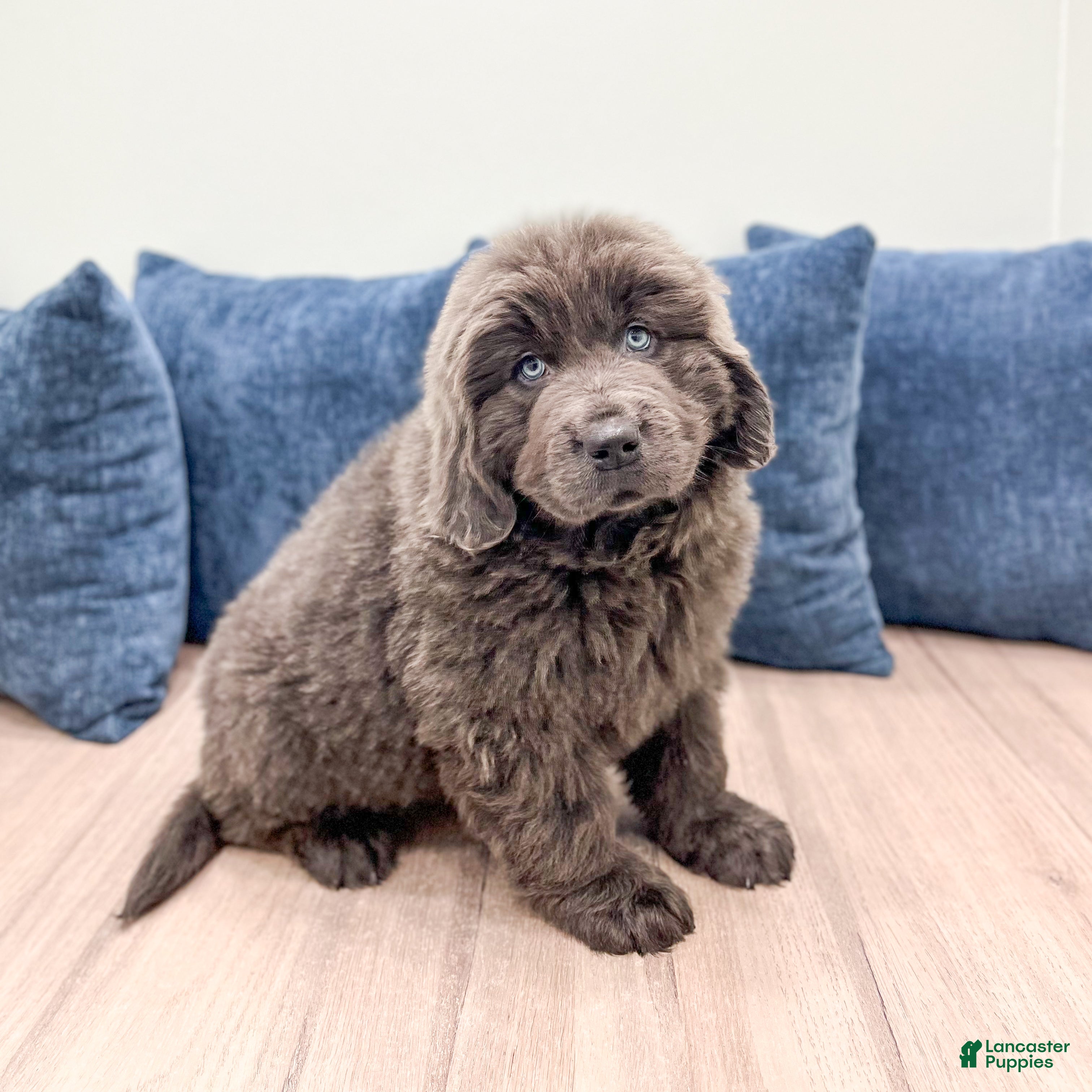 Newfoundland dogs Betsy - Ad 1