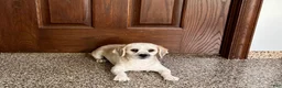 Lhasa Apso dogs for sale: Teddy - Ad 3