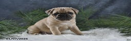 Pug dogs for sale: Brinley - Ad 4