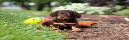Miniature Dachshund dogs for sale: Zoey - Ad 7