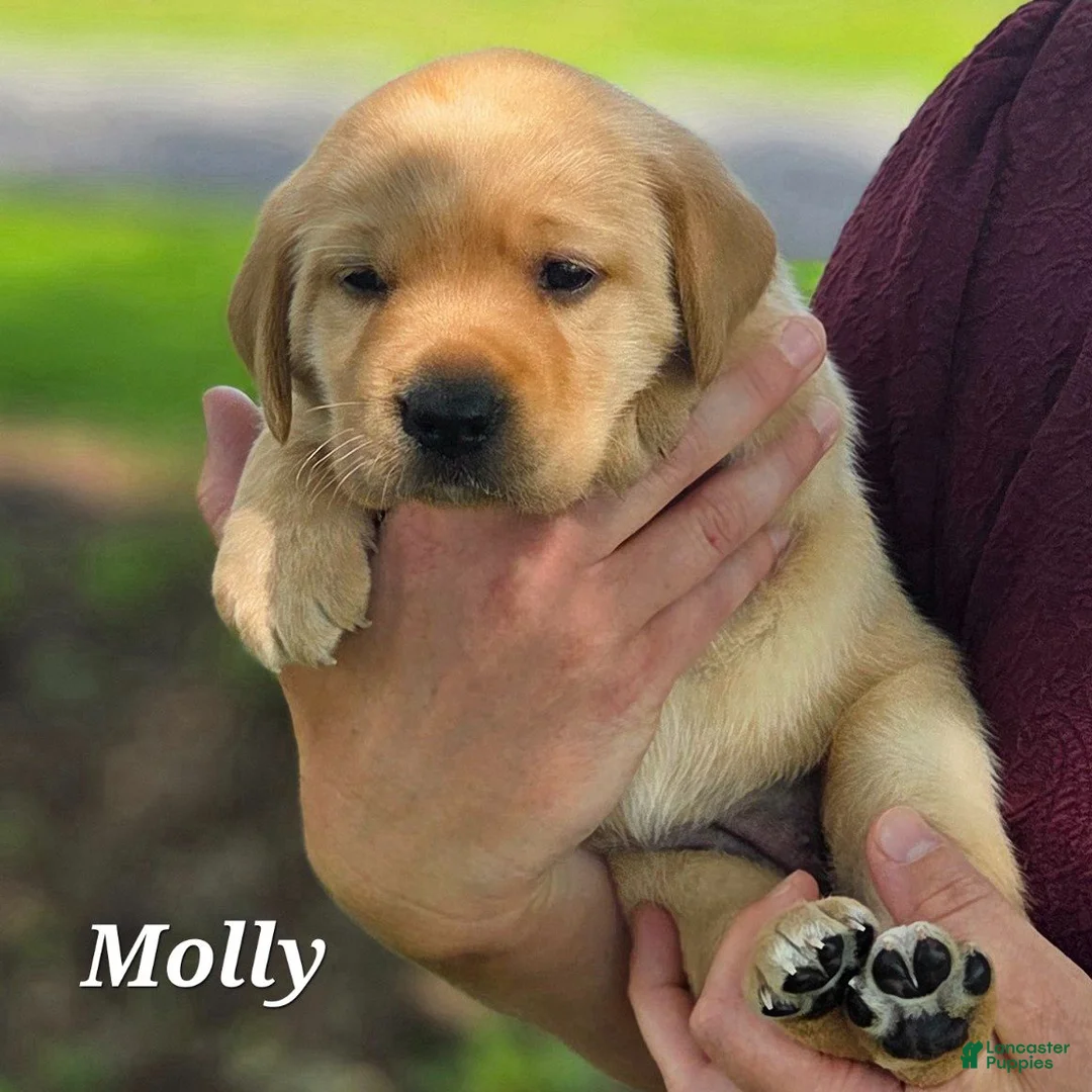 Labrador Retriever dogs for sale: Molly - Ad 2