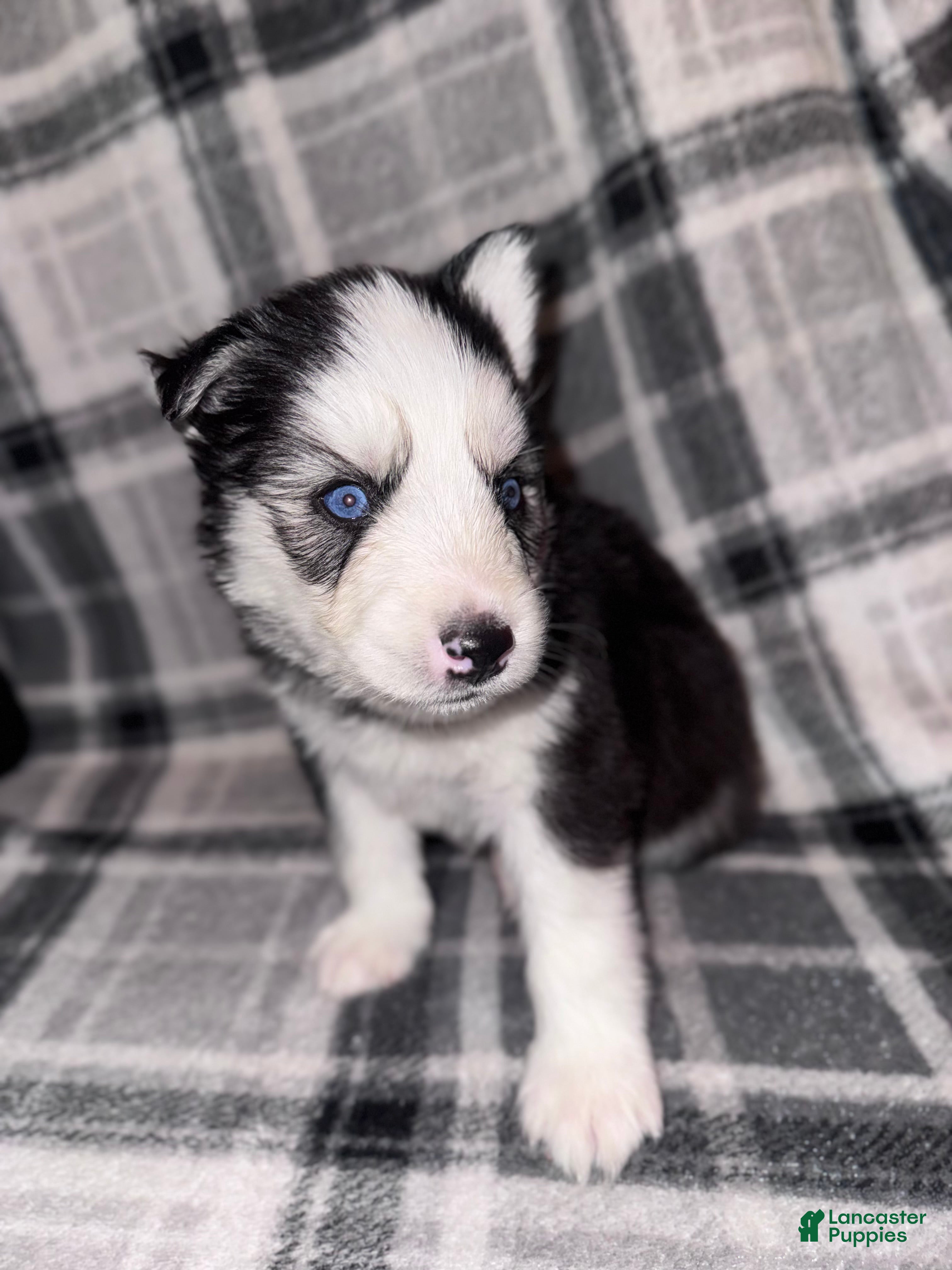 Siberian Husky dogs ORANGE - Ad 6