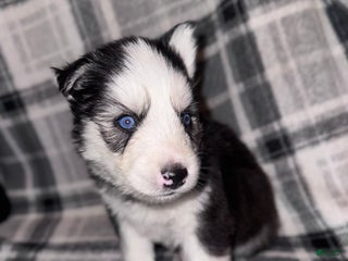 Siberian Husky dogs ORANGE - Ad 9