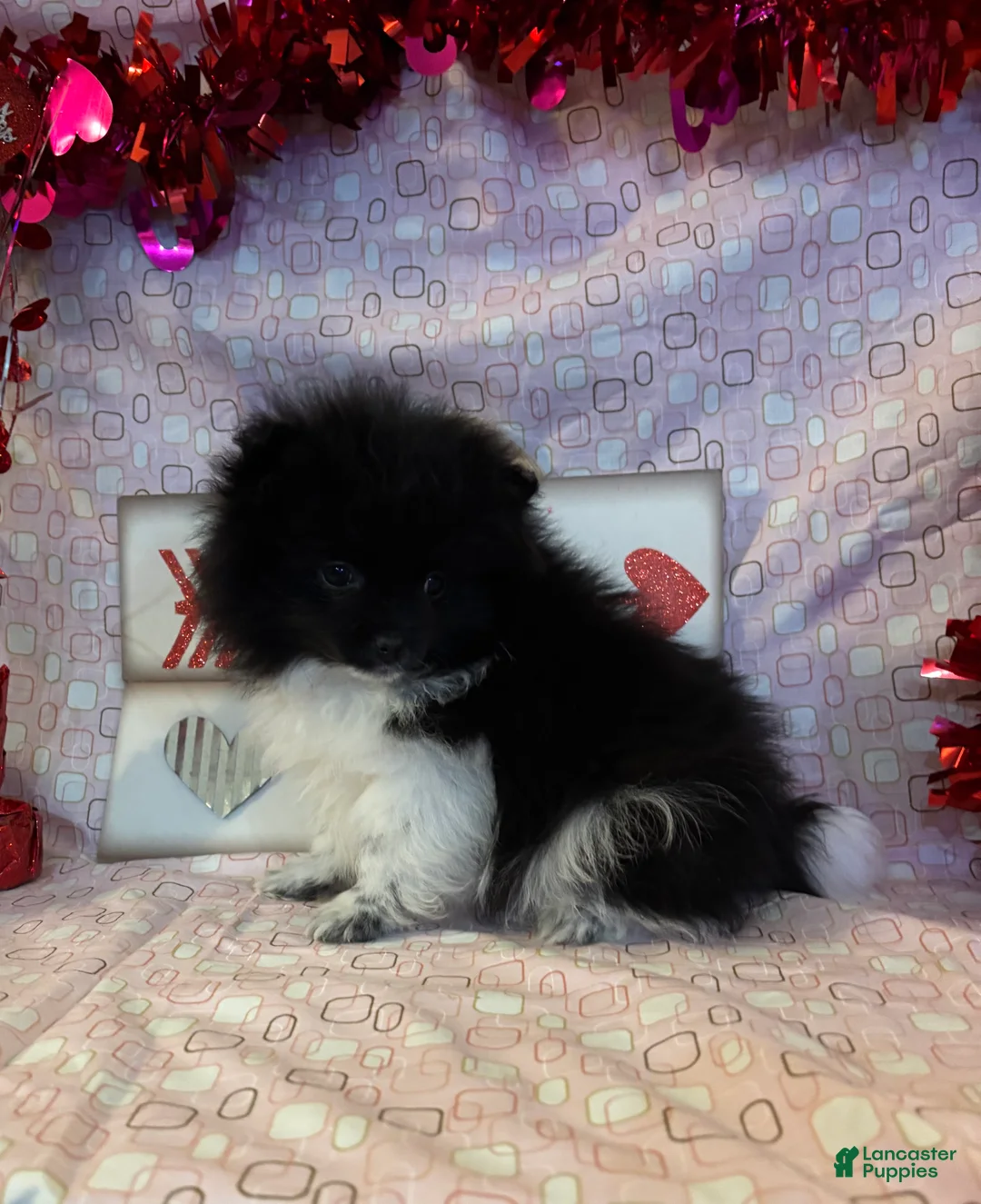 Pomeranian dogs for sale: Gene - Ad 1