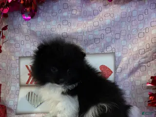 Pomeranian dogs Gene - Ad 6