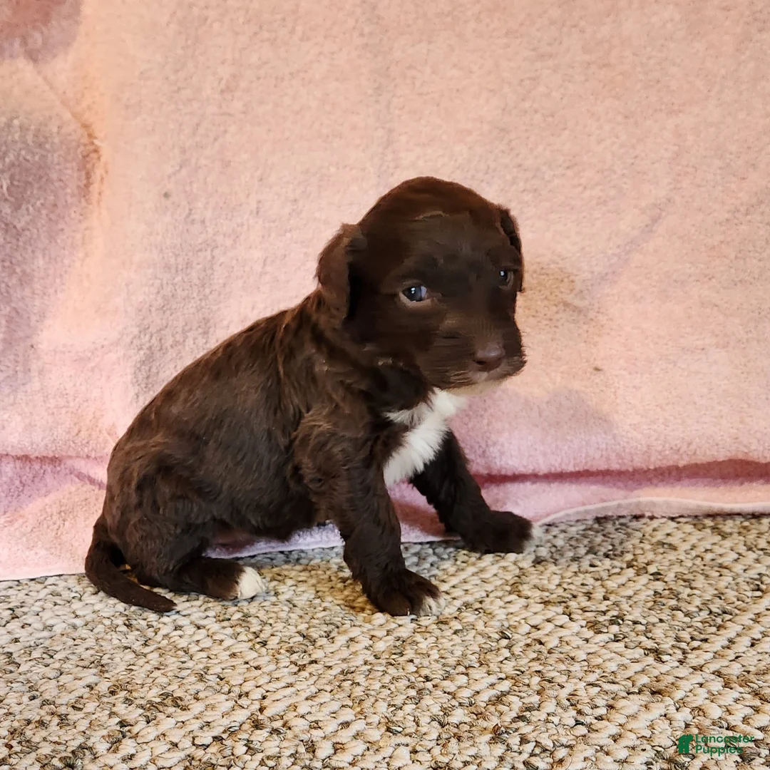 Portuguese Water Dog dogs for sale: Brownie  - Ad 4