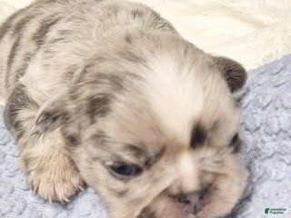 French Bulldog dogs - Ad 9