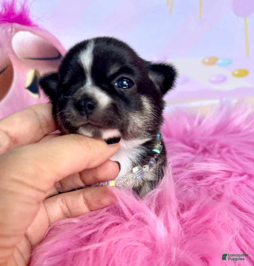 Chihuahua dogs for sale: Chihuahua Puppy 3 - Ad 2
