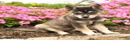 Alaskan Klee Kai dogs for sale: Grace - Ad 2