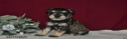 Miniature Schnauzer dogs for sale: Sugar - Ad 4