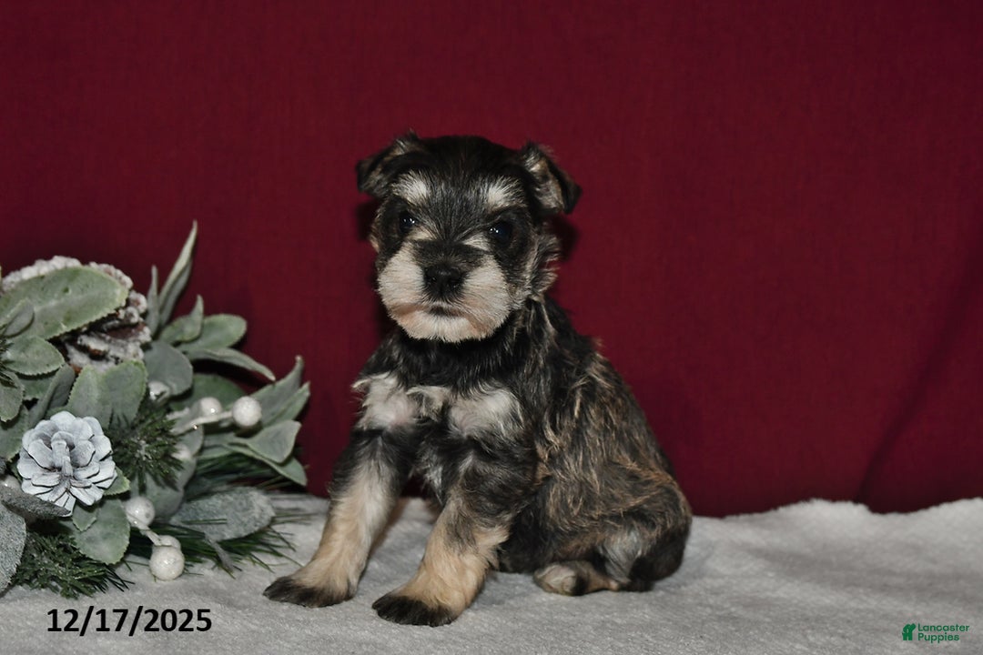 Miniature Schnauzer dogs for sale: Sugar - Ad 4