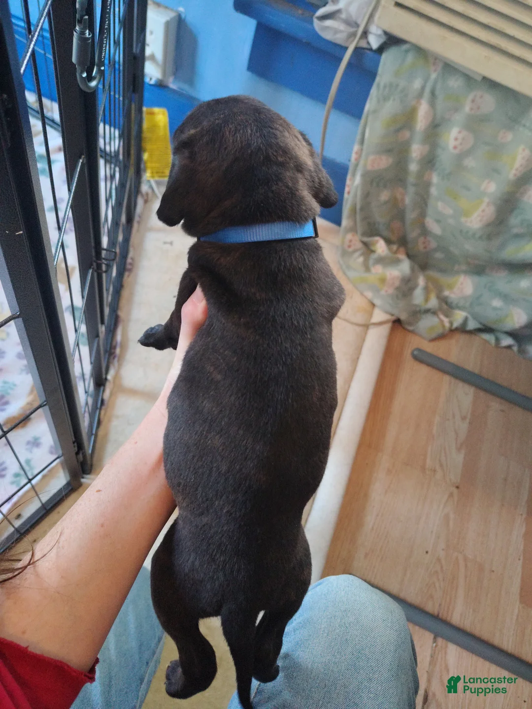 Mixed Breed dogs for sale: Blue collar - Ad 2