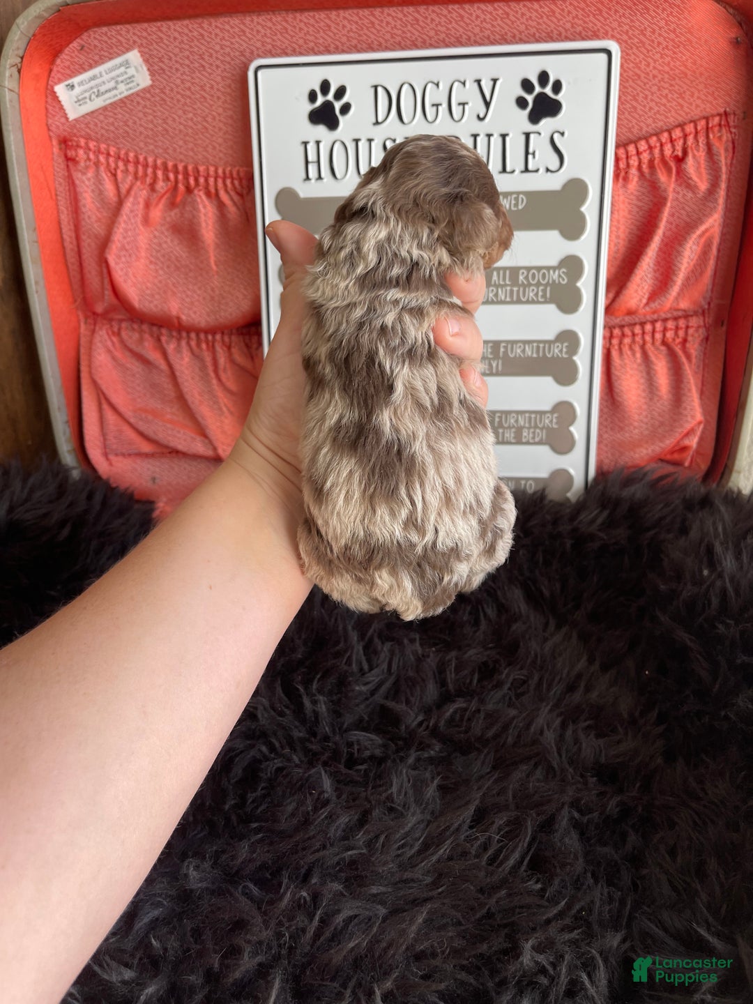 Miniature Poodle dogs for sale: Miniature Poodle Puppy 1 - Ad 9