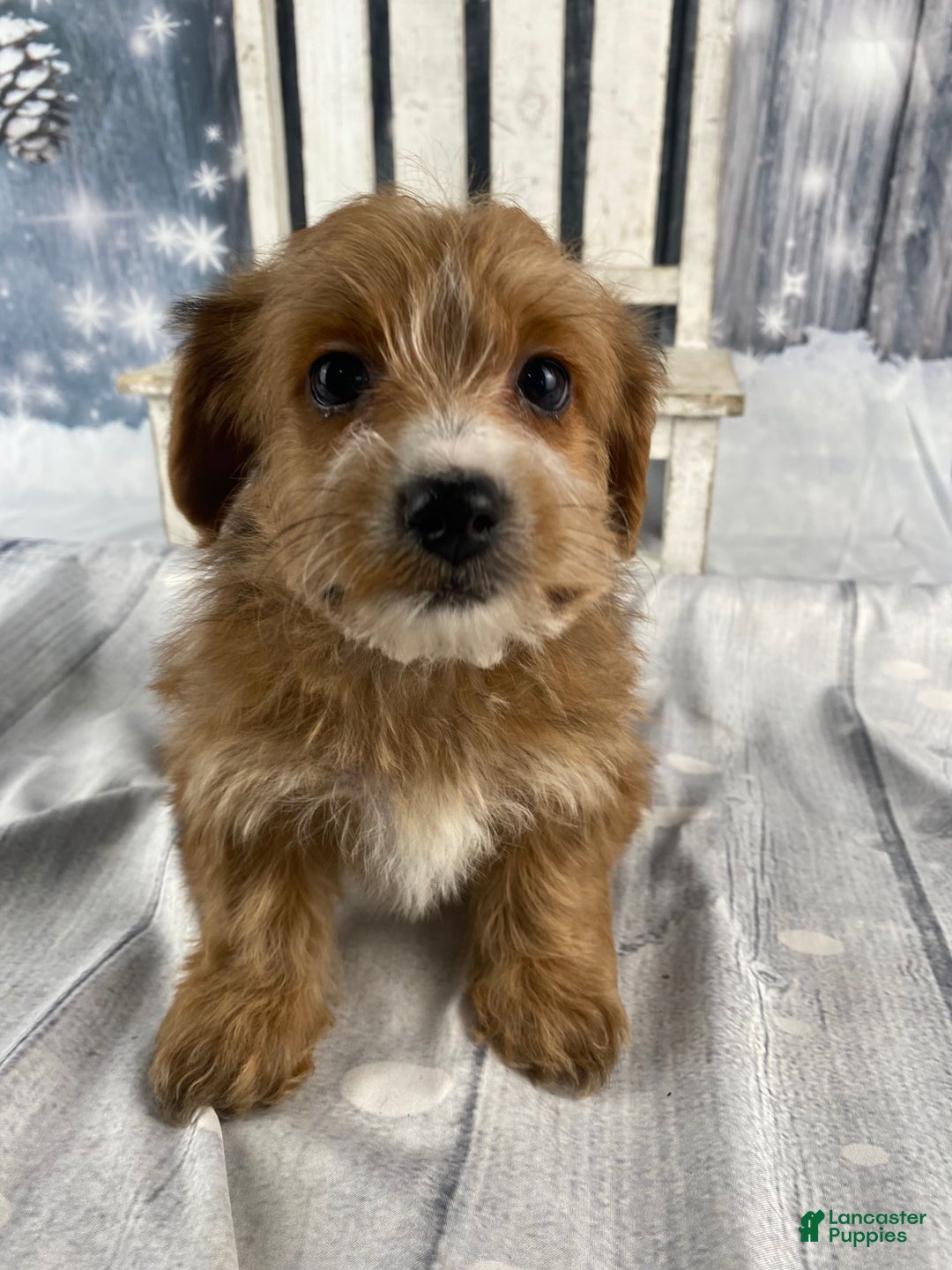 Yorkiepoo dogs for sale: Maisy - Ad 1