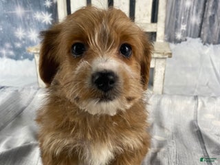 Yorkiepoo dogs Maisy - Ad 3