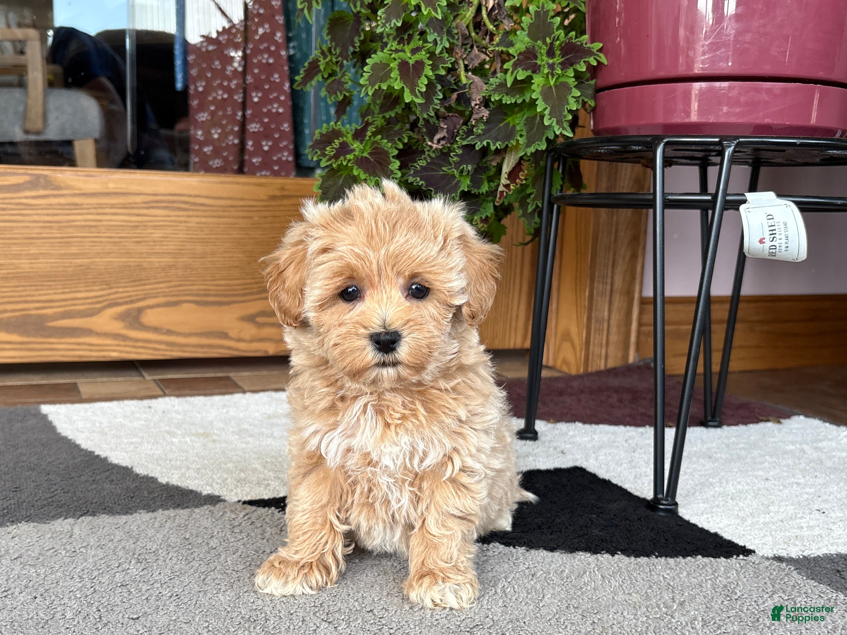 Havapoo dogs Havapoo Puppy 4 - Ad 22