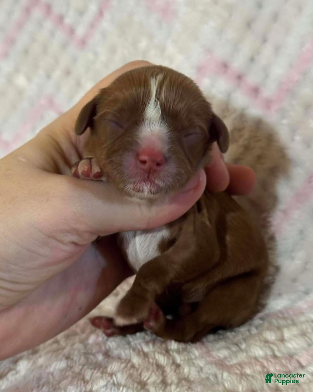 Cavalier King Charles Spaniel dogs for sale: Finn - Ad 8