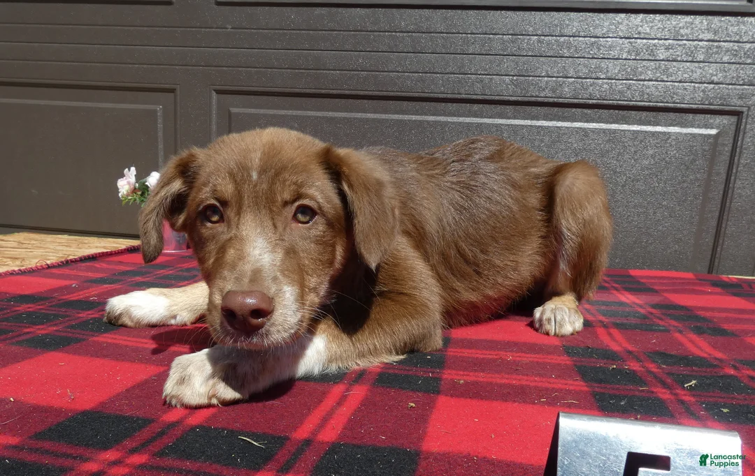 Mixed Breed dogs for sale: Australian Shepherd Puppy 5 Red Robin - Ad 2