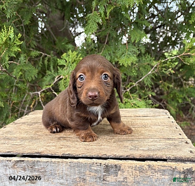 Dachshund dogs Heath  - Ad 1