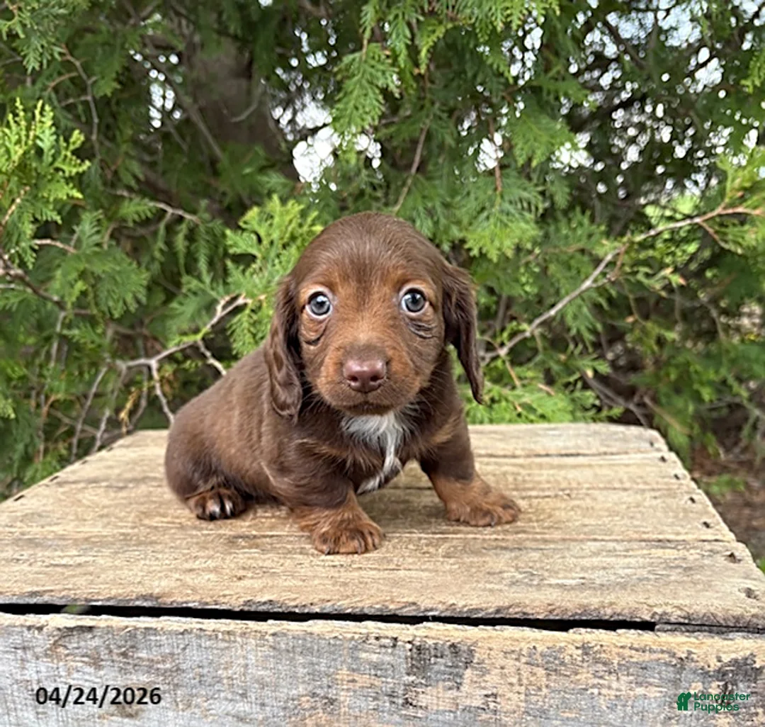 Dachshund dogs for sale: Heath  - Ad 1