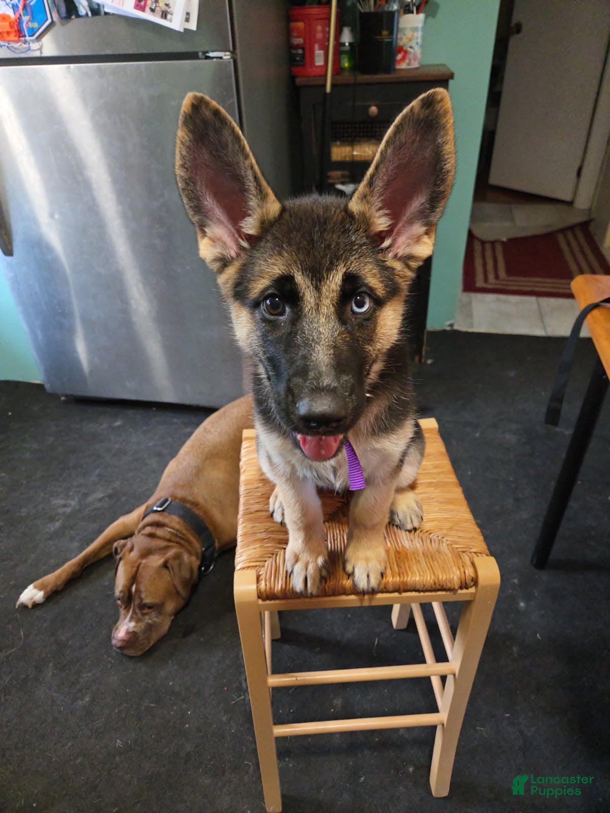 Gerberian Shepsky dogs Black and Tan Girl - Ad 2
